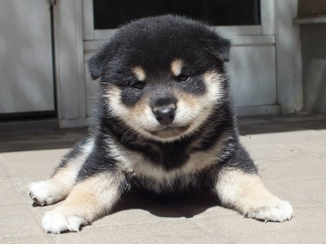 DSCF2364-shibainu-koinu DSCF2364-shibainu-koinu