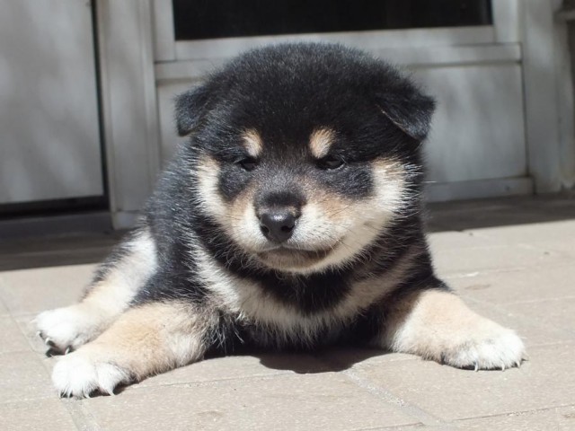 DSCF2365-shibainu-koinu DSCF2365-shibainu-koinu