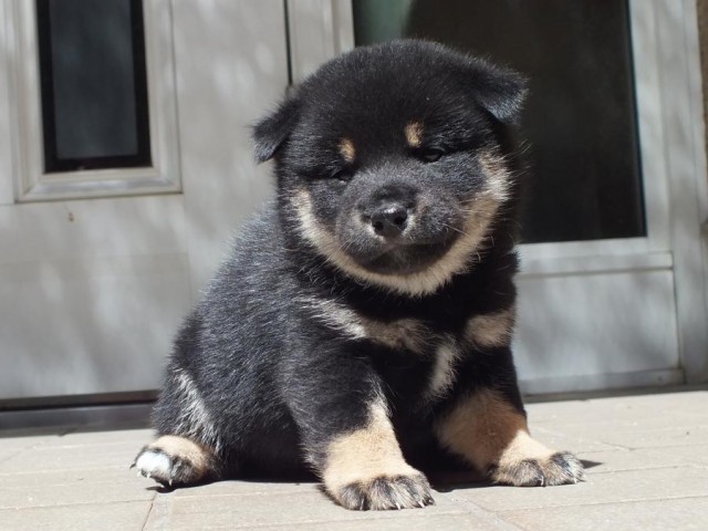 DSCF2369-shibainu-koinu DSCF2369-shibainu-koinu