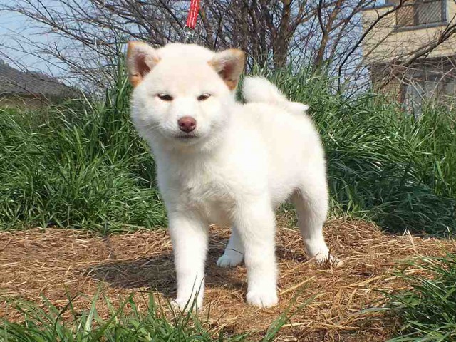 DSCF2528-shiba-puppy DSCF2528-shiba-puppy