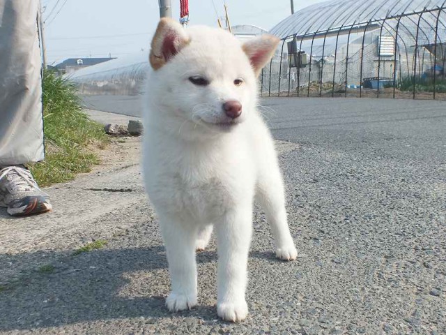 DSCF2530-shiba-puppy DSCF2530-shiba-puppy