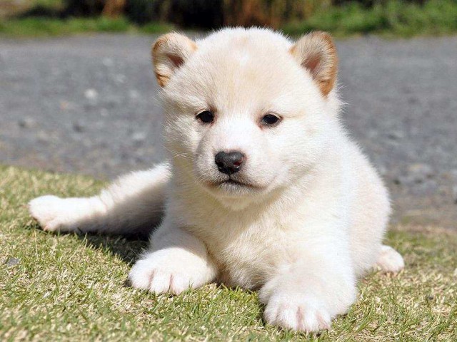 DSC_0005SHIBA DSC_0005SHIBA