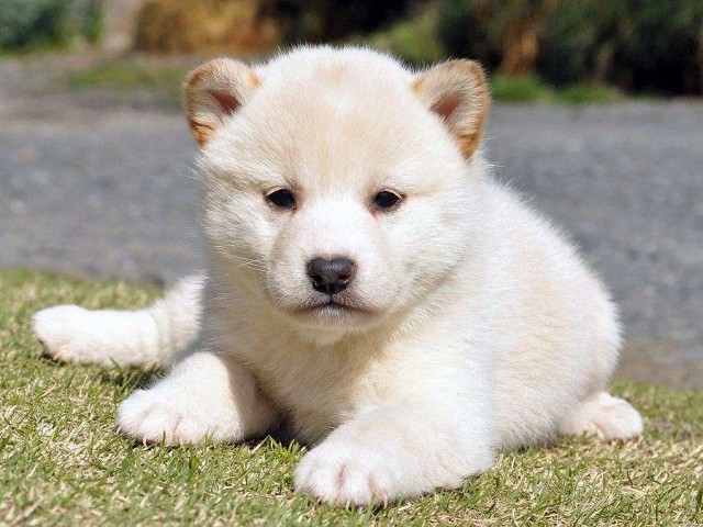 DSC_0010SHIBA DSC_0010SHIBA