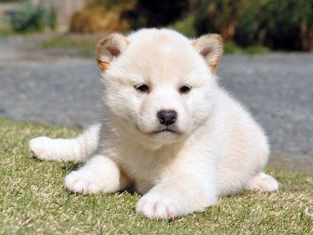 DSC_0016SHIBA DSC_0016SHIBA