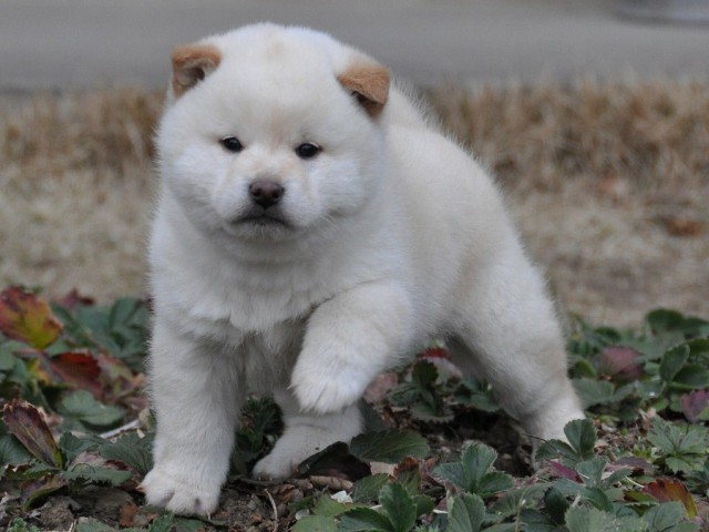 DSC_0018shiba DSC_0018shiba