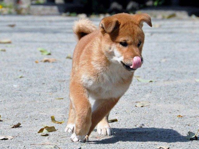 DSC_0020SHIBA DSC_0020SHIBA