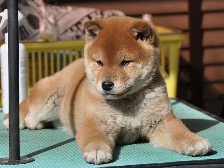 DSC_0036-shibainu DSC_0036-shibainu