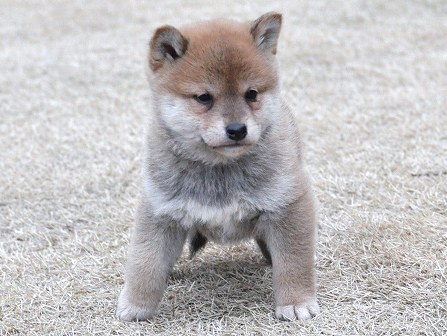 DSC_0063-shibainu DSC_0063-shibainu