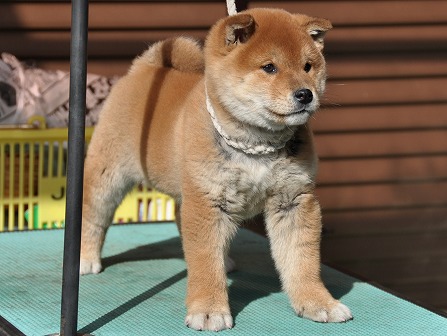 DSC_0075-shibainu DSC_0075-shibainu