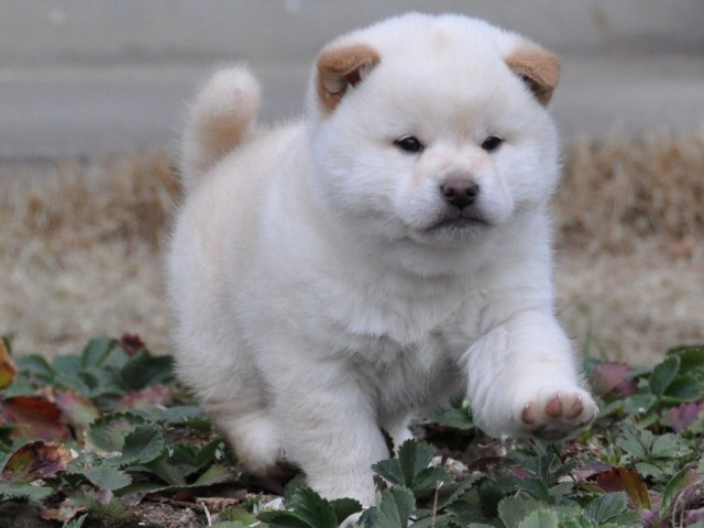 DSC_0090shiba DSC_0090shiba
