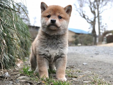 DSC_0093-shibainu DSC_0093-shibainu