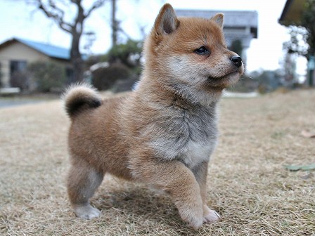 DSC_0131-shibainu DSC_0131-shibainu
