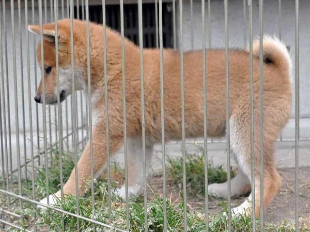 DSC_0140SHIBA DSC_0140SHIBA