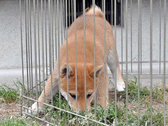 DSC_0144SHIBA DSC_0144SHIBA