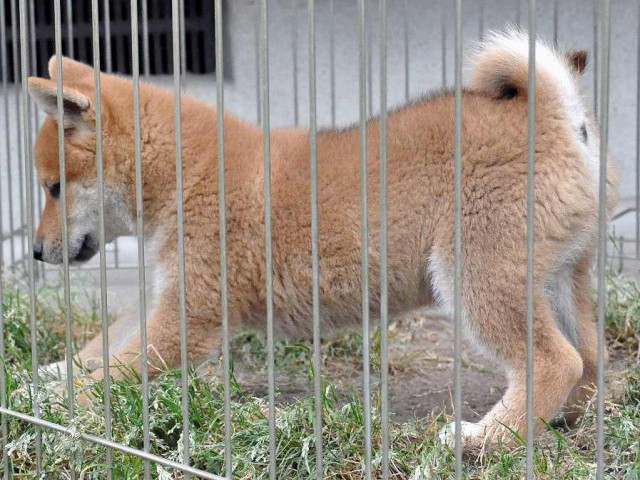 DSC_0146SHIBA DSC_0146SHIBA