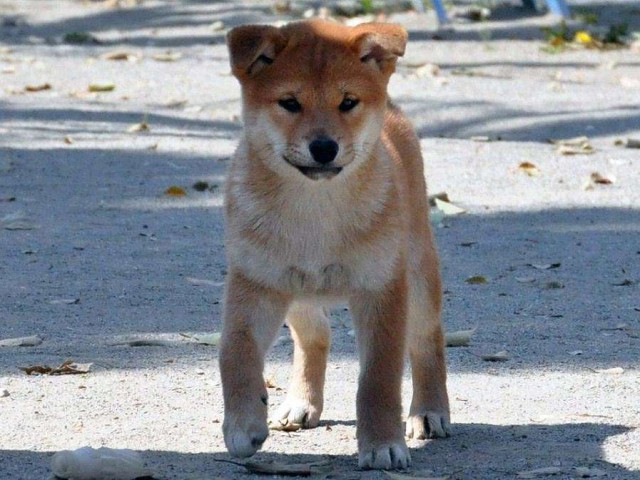 DSC_0155SHIBA DSC_0155SHIBA