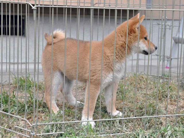 DSC_0167SHIBA DSC_0167SHIBA