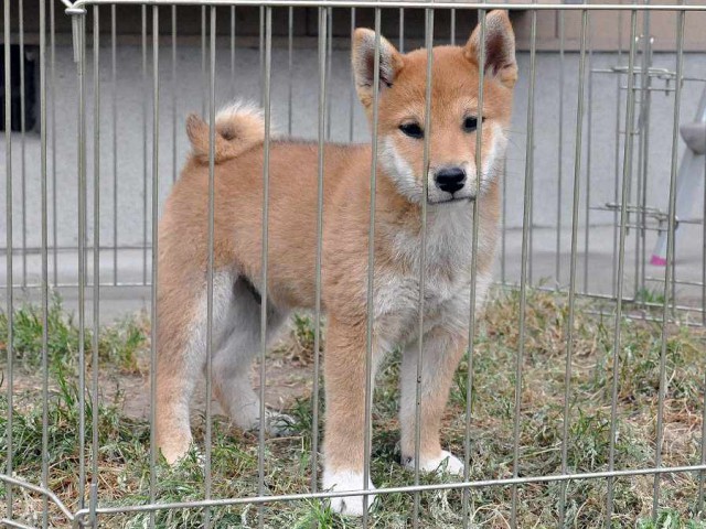 DSC_0172SHIBA DSC_0172SHIBA