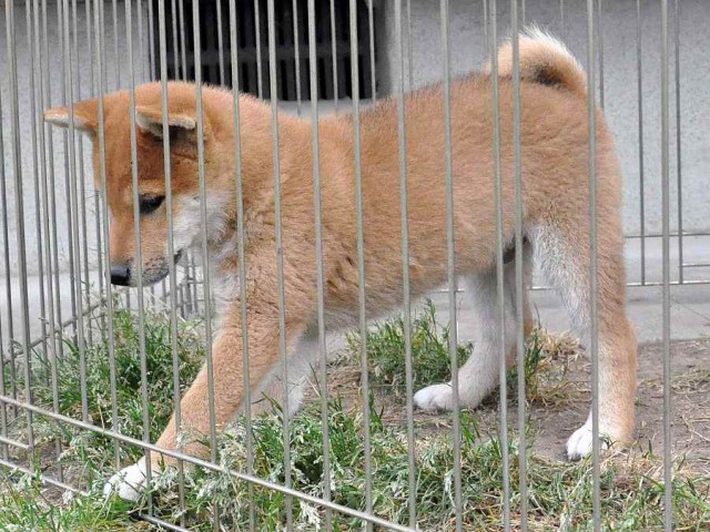 DSC_0175SHIBA DSC_0175SHIBA