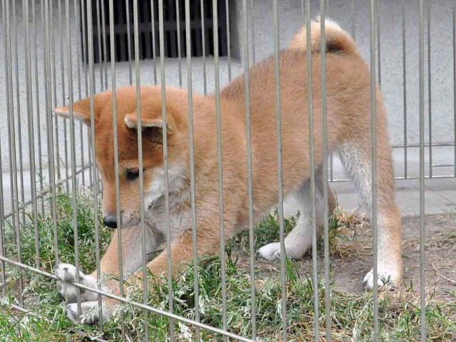 DSC_0177SHIBA DSC_0177SHIBA