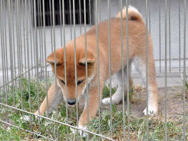 DSC_0178SHIBA DSC_0178SHIBA