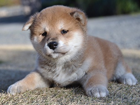 DSC_0218-shibainu DSC_0218-shibainu