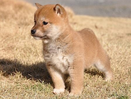 DSC_0220-shibainu DSC_0220-shibainu