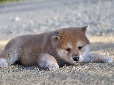 DSC_0226-shibainu DSC_0226-shibainu
