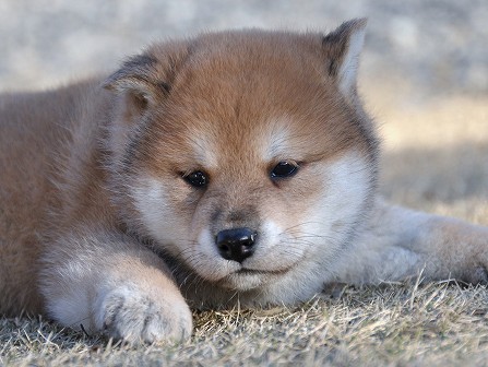 DSC_0227-shibainu DSC_0227-shibainu