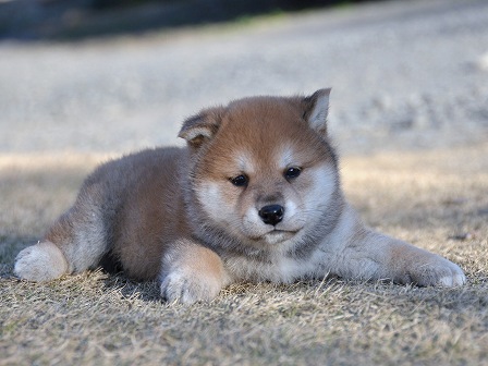 DSC_0232-shibainu DSC_0232-shibainu