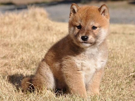 DSC_0263-shibainu DSC_0263-shibainu