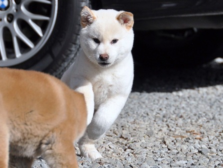 DSC_0288-shibainu DSC_0288-shibainu