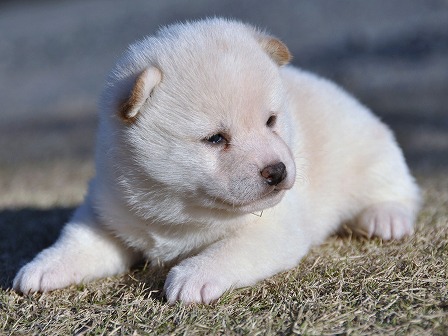 DSC_0316-shibainu DSC_0316-shibainu