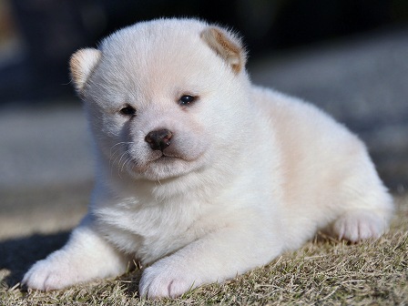DSC_0335-shibainu DSC_0335-shibainu