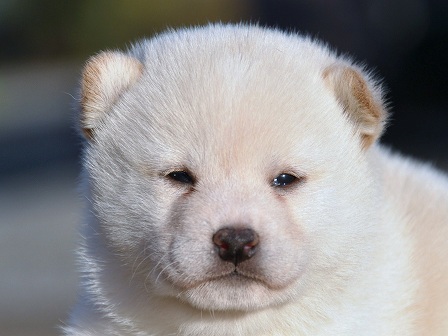 DSC_0337-shibainu DSC_0337-shibainu