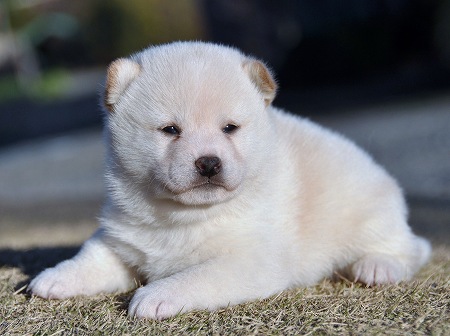DSC_0343-shibainu DSC_0343-shibainu
