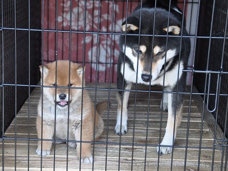 DSC_0355-shibainu