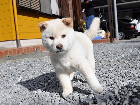 DSC_0363-shibainu DSC_0363-shibainu