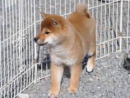 DSC_0375-shibainu DSC_0375-shibainu
