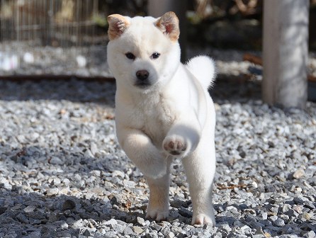 DSC_0377-shibainu DSC_0377-shibainu