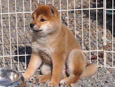 DSC_0380-shibainu DSC_0380-shibainu