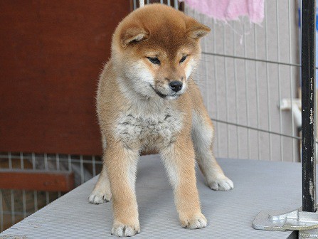 DSC_0384-shibainu DSC_0384-shibainu