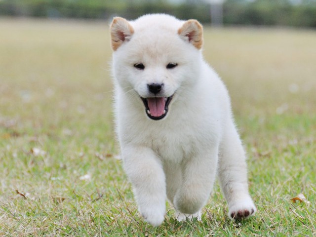 DSC_0401Shiba DSC_0401Shiba