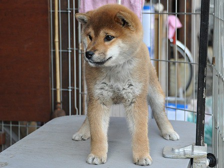 DSC_0414-shibainu DSC_0414-shibainu