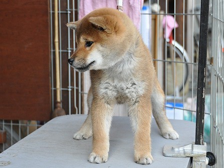 DSC_0416-shibainu DSC_0416-shibainu