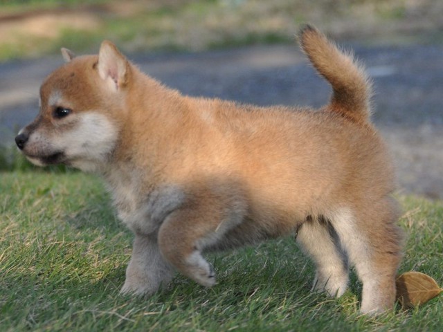 DSC_0420Shiba DSC_0420Shiba