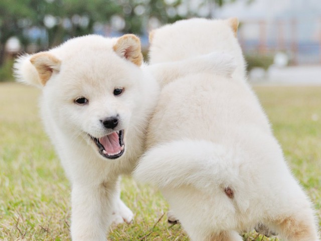DSC_0423Shiba DSC_0423Shiba