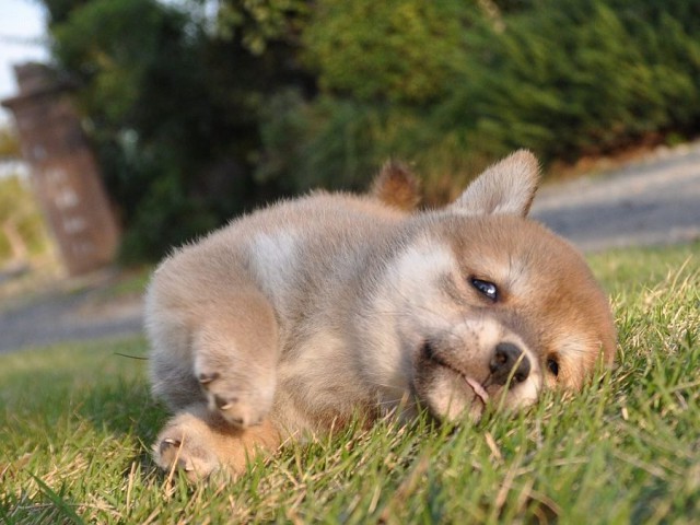 DSC_0433Shiba DSC_0433Shiba