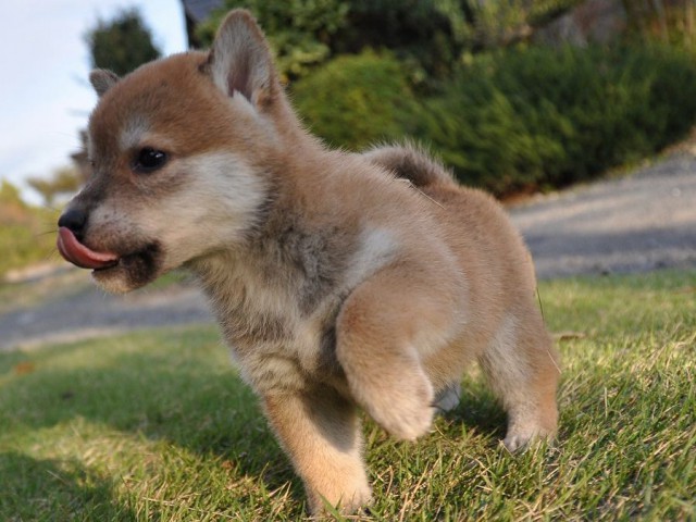 DSC_0437Shiba DSC_0437Shiba