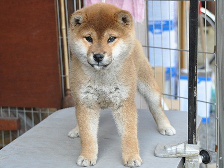DSC_0438-shibainu DSC_0438-shibainu
